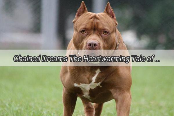 Chained Dreams The Heartwarming Tale of a Dogs Redemption from Longtime Imprisonment